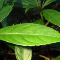 Impatiens cornigera Arn.